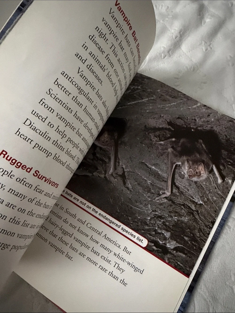Vampire Bats by - Black Hardcover
